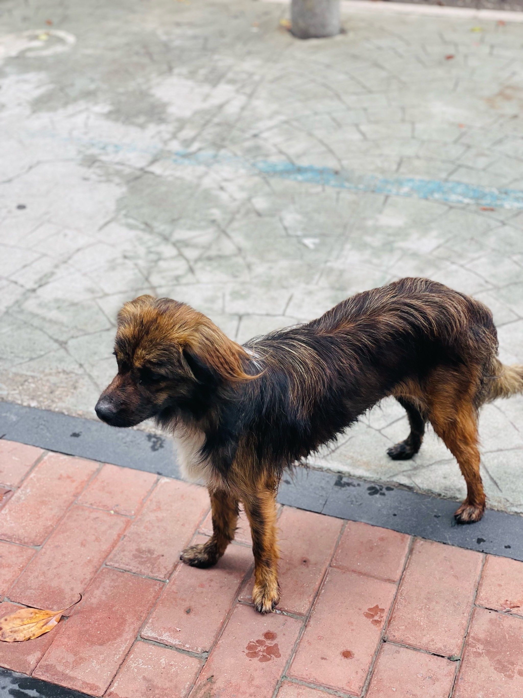 最有绅士风度的狗狗希望你不再流浪