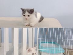 -喵的天空名猫咖啡馆·撸猫·猫舍·用品