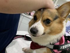 -佳雯宠物医院(金华南路分院)