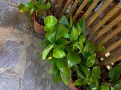 -王婆炒鱼(总店)