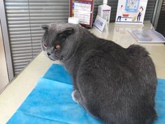 -芭比堂宠物医院·全科爱猫医院·仁德分院