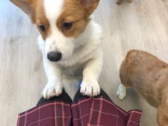 -浣熊柯尔鸭土拨鼠·电玩咖
