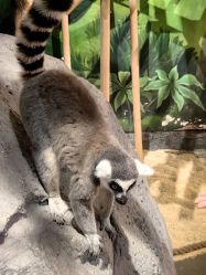 -Zoolung Zoolung动物主题公园(海信广场店)