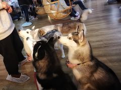 -Husky Go! 哈士奇体验馆·宠物咖啡厅狗咖