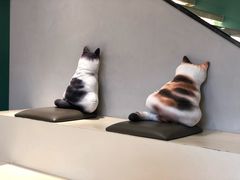 -飞行喵MR PILOT|猫舍·猫咖(静安大融城店)