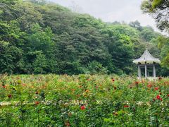 -广州市石门国家森林公园