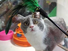 -李小姐の猫咖啡馆(五角场店)