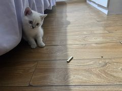 -瑞鹏瑞爱宠物医院·全科·猫科·血液透析中心(龙头寺店)