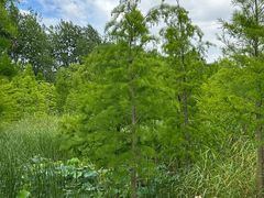 -昆山城市生态森林公园