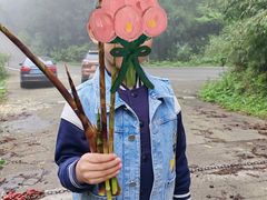 -武陵山森林公园