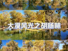 -金塔沙漠胡杨林景区