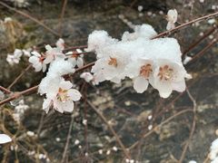 -同庆楼(金宝汇店)