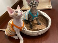 -山宅一喵德文卷毛猫舍