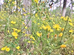 -大兴滨河森林公园