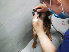 -宠福鑫康馨动物医院·骨科·眼科