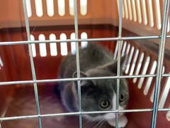 -小猫来了·猫舍(红山六九七九店)