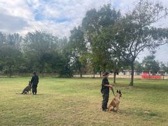 -北京京卫宠物寄养训练中心