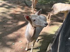 -深圳野生动物园