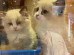-Pets First伊珊娜洗护·精致美容·家庭式寄养(新会路店)