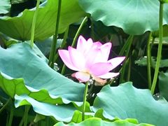 -荔湾湖公园