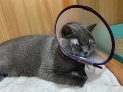 -美联众合动物医院(·中兽医·疑难杂症·严家桥分院)