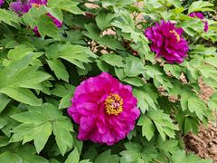 -洛阳古墓博物馆