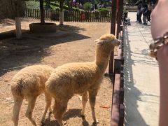 -泉州海丝野生动物世界