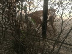 -北京麋鹿生态实验中心