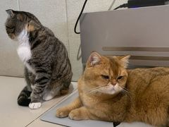 -平行世界·猫咖(首经贸店)
