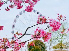 -顾村公园