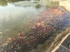 -建水文庙