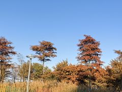 -南汇新城城市公园