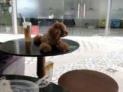 -more than meow吴止猫主题餐厅(承德 中船汇店)