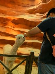 -酷嗒动物文化乐园(cutezoo西溪乐天城店)