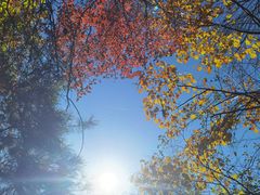-王顺山国家森林公园
