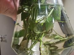 -希尔顿逸林酒店·中餐厅