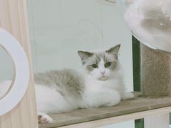 -momokira米努特·德文卷毛猫·棉花面纱犬