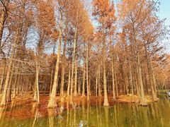 -尚湖风景区