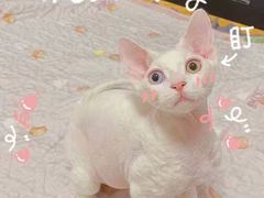 -70cat德文卷毛猫·缅因猫纯种猫舍