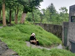 -都江堰中华大熊猫苑