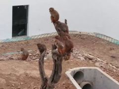 -武汉紫薇都市田园