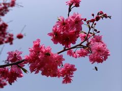 -天适樱花悠乐园