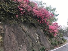 -木兰云雾山