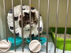 -关爱宠物医院·猫科中心·消化科(滨湖万达分院)