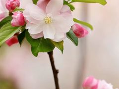 -海棠花溪(元大都城垣遗址公园)