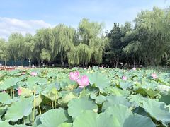 -莲花池公园