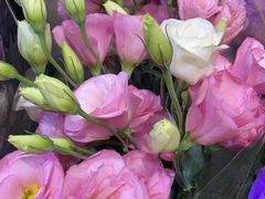 -双季花艺园艺市场(浦东店)