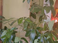 -康熙养生SPA·轻奢足道(江宁万达店)