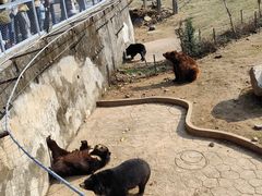 -无锡动物园·太湖欢乐园