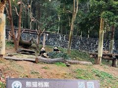 -都江堰中华大熊猫苑